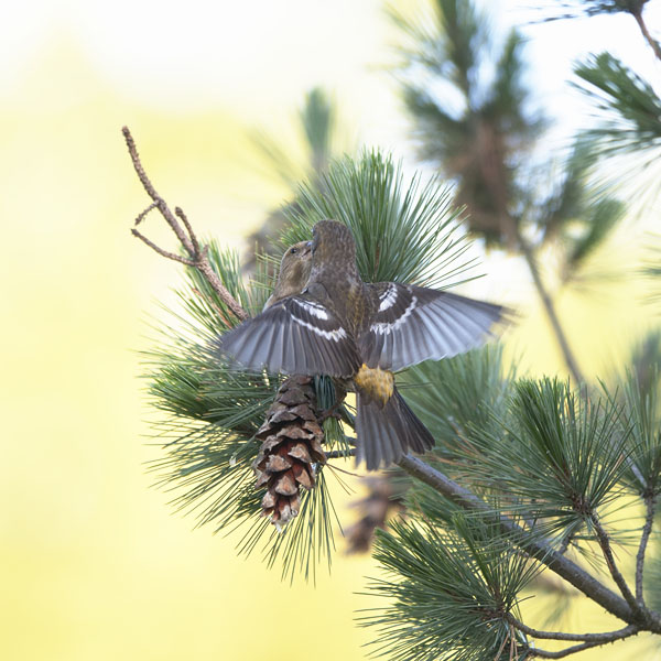 Kirjosiipikäpylintu, Two-barred Crossbill, Loxia leucoptera